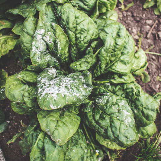 BioVivo Disease Block