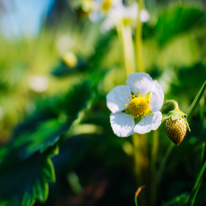 BloomPrime – Flowering & Fruit Set Activation